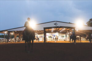 Top 5 Trending Horse Breeds in the Marketplace This Month