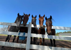 How Horse Owners Are Using Data to Improve Care and Training
