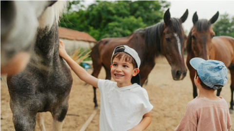 Rise of Equine Wellness: Massage, Rehab, and Beyond