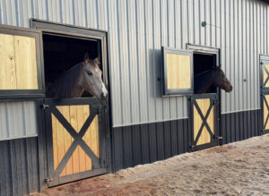 Rise of Equine Wellness: Massage, Rehab, and Beyond