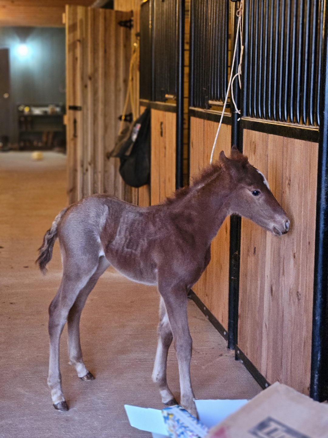 What Equine HQ does for the community